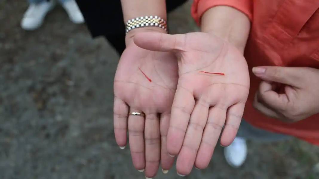 Adana’da Dünyanın En Pahalı Baharatı Safran Hasadı Başladı! 2